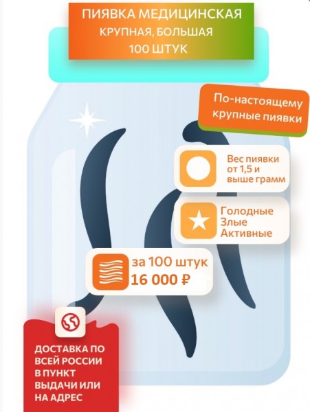  Пиявки медицинские крупные, 100 штук, Акция до 31.07.2026!