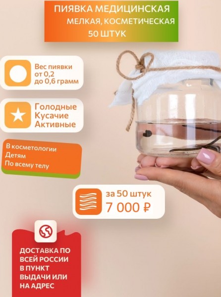 Пиявки медицинские мелкие, 50 штук