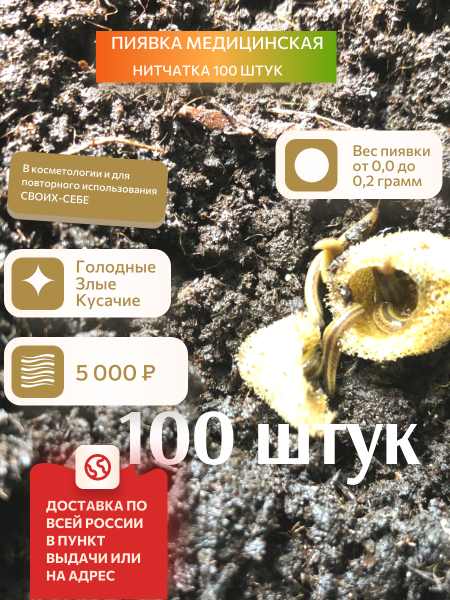 Пиявки медицинские нитчатка 100 штук