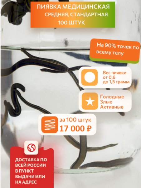  Пиявки медицинские средние, 100 штук