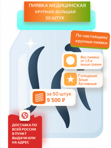 Пиявки медицинские крупные, 50 штук