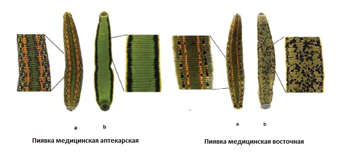 Медицинская пиявка картинки